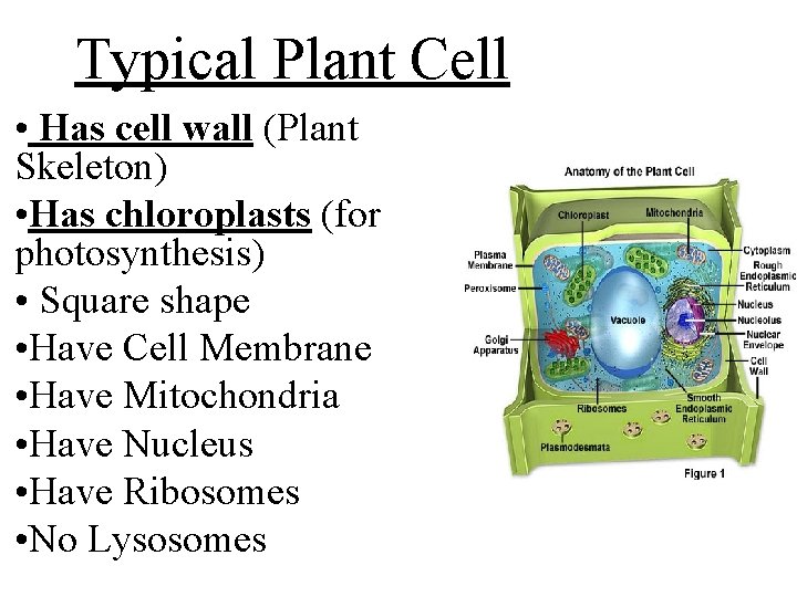 Typical Plant Cell • Has cell wall (Plant Skeleton) • Has chloroplasts (for photosynthesis)