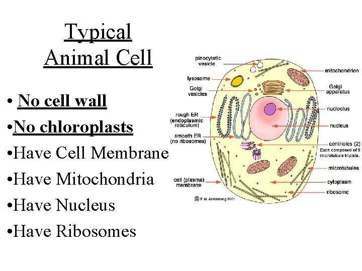 Typical Animal Cell • No cell wall • No chloroplasts • Have Cell Membrane