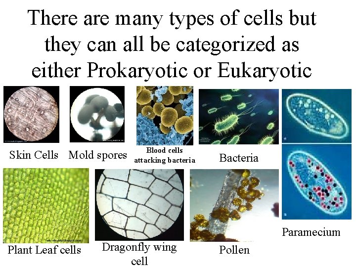 There are many types of cells but they can all be categorized as either