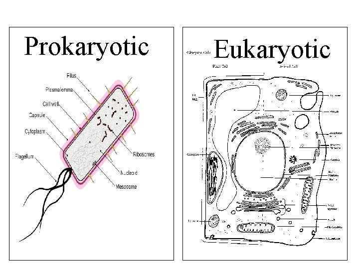 Prokaryotic Eukaryotic 