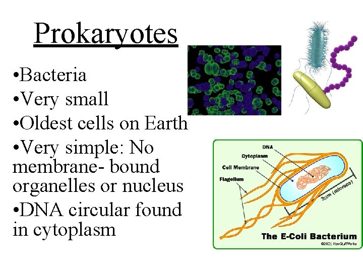 Prokaryotes • Bacteria • Very small • Oldest cells on Earth • Very simple: