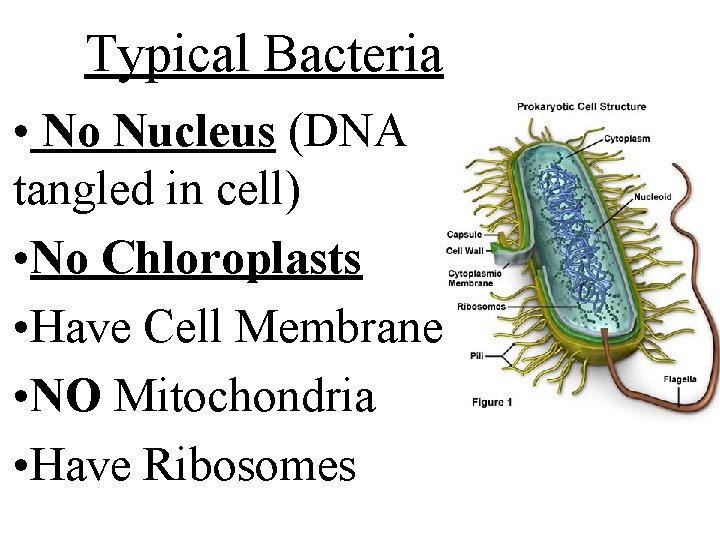 Typical Bacteria • No Nucleus (DNA tangled in cell) • No Chloroplasts • Have