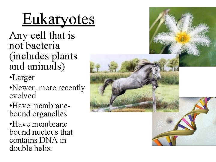 Eukaryotes Any cell that is not bacteria (includes plants and animals) • Larger •