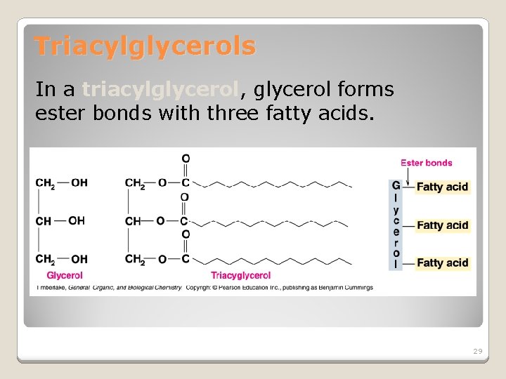 Triacylglycerols In a triacylglycerol, glycerol forms ester bonds with three fatty acids. 29 