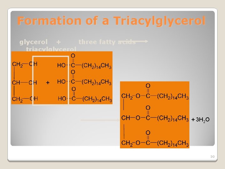 Formation of a Triacylglycerol + three fatty acids triacylglycerol + + 3 H 2