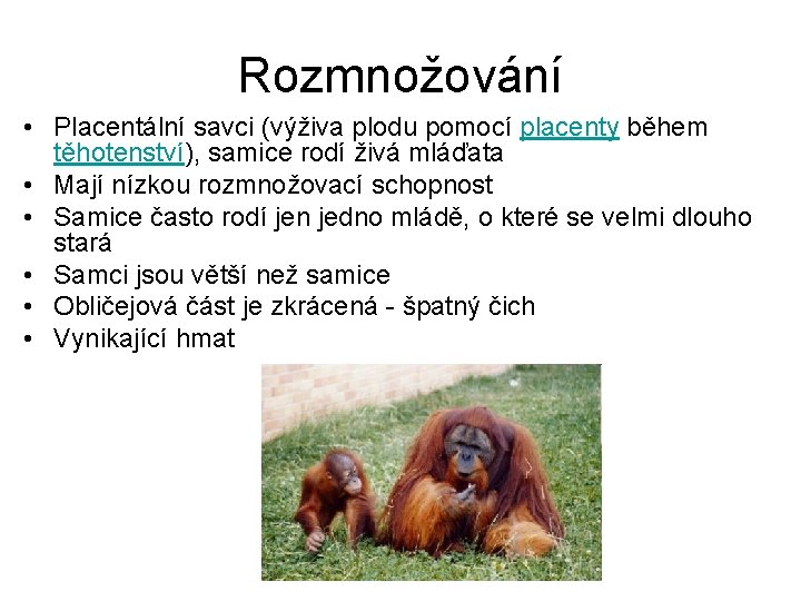 Rozmnožování • Placentální savci (výživa plodu pomocí placenty během těhotenství), samice rodí živá mláďata