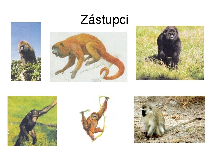 Zástupci 