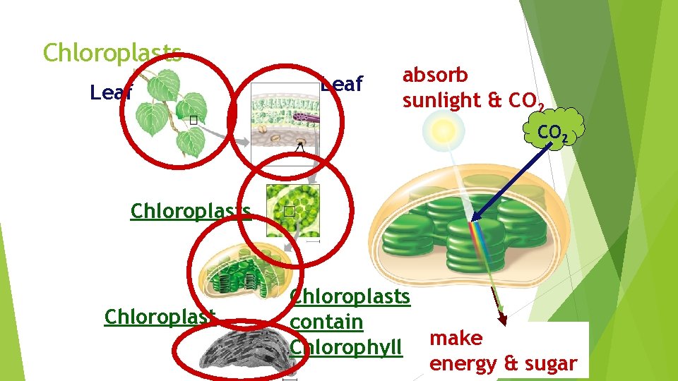 Chloroplasts Leaf absorb sunlight & CO 2 Chloroplasts contain Chlorophyll make energy & sugar