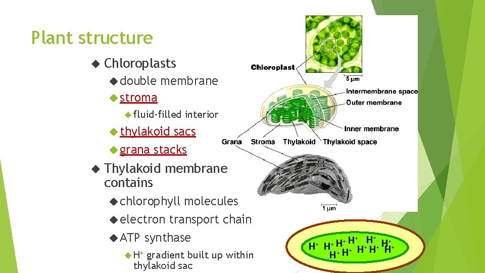 Plant structure Chloroplasts double membrane stroma fluid-filled interior thylakoid sacs grana stacks Thylakoid contains