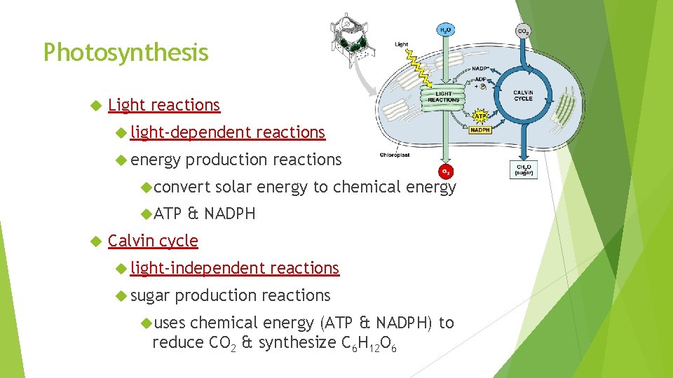 Photosynthesis Light reactions light-dependent energy production reactions convert ATP reactions solar energy to chemical