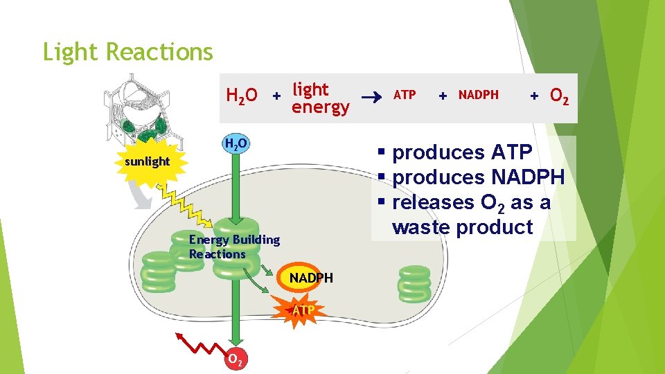Light Reactions H 2 O + light energy H 2 O + NADPH +