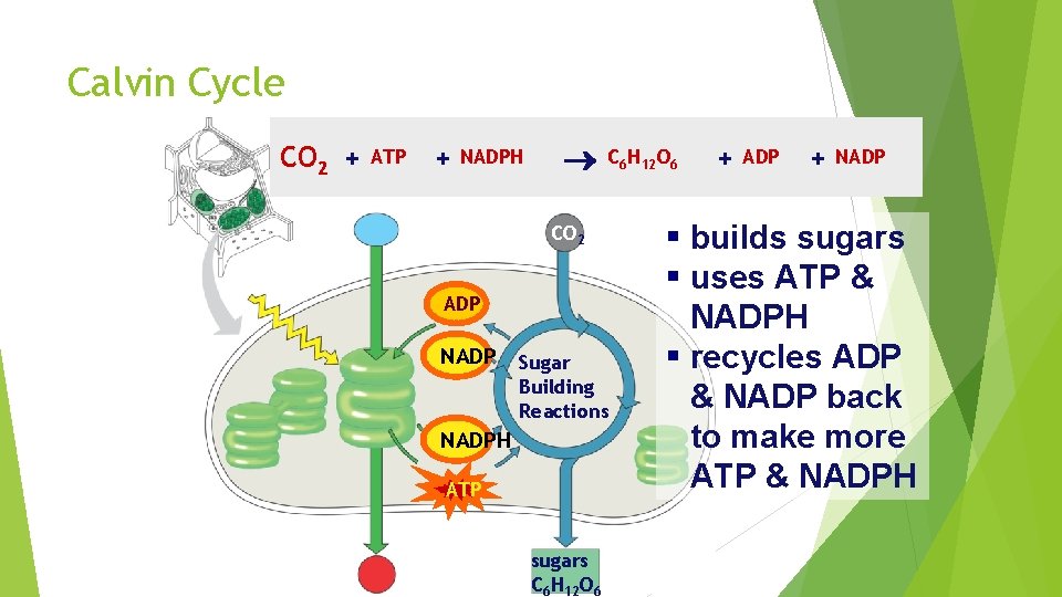 Calvin Cycle CO 2 + ATP + NADPH C 6 H 12 O 6