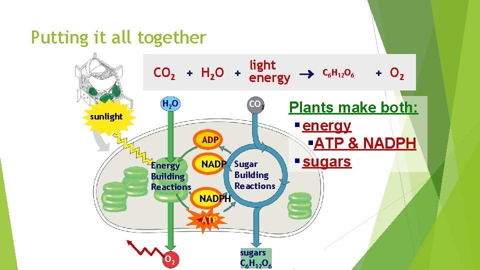 Putting it all together CO 2 light + H 2 O + energy H