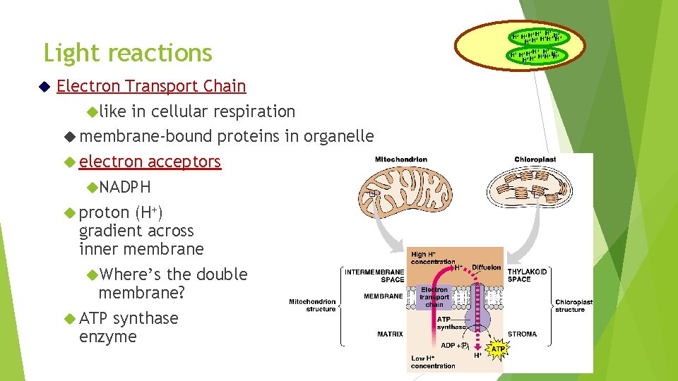 Light reactions Electron Transport Chain like in cellular respiration membrane-bound proteins in organelle electron