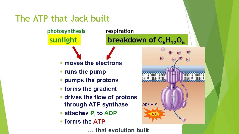 The ATP that Jack built photosynthesis sunlight respiration breakdown of C 6 H 12