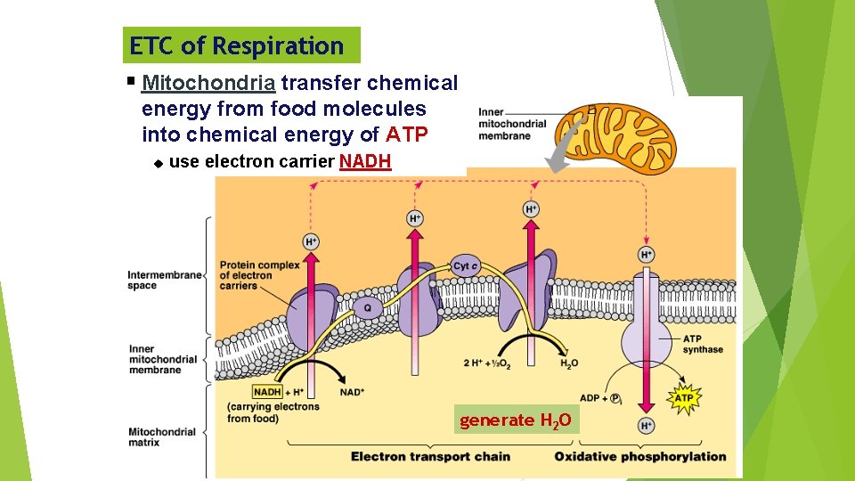 ETC of Respiration § Mitochondria transfer chemical energy from food molecules into chemical energy