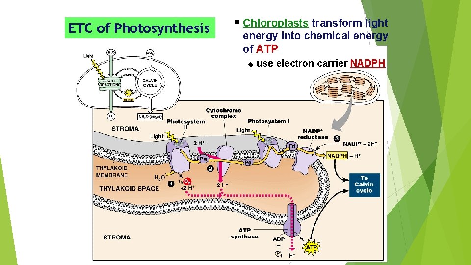 ETC of Photosynthesis § Chloroplasts transform light energy into chemical energy of ATP use