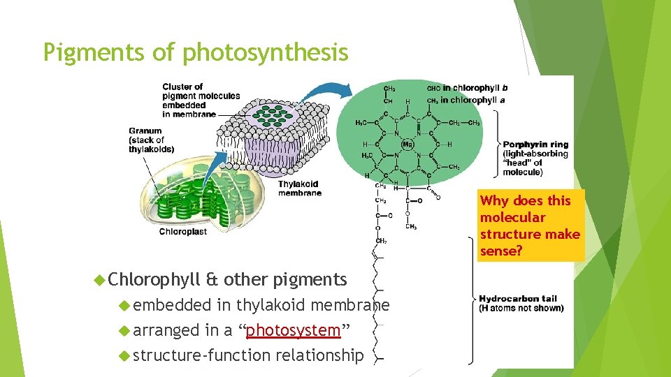 Pigments of photosynthesis Why does this molecular structure make sense? Chlorophyll & other pigments