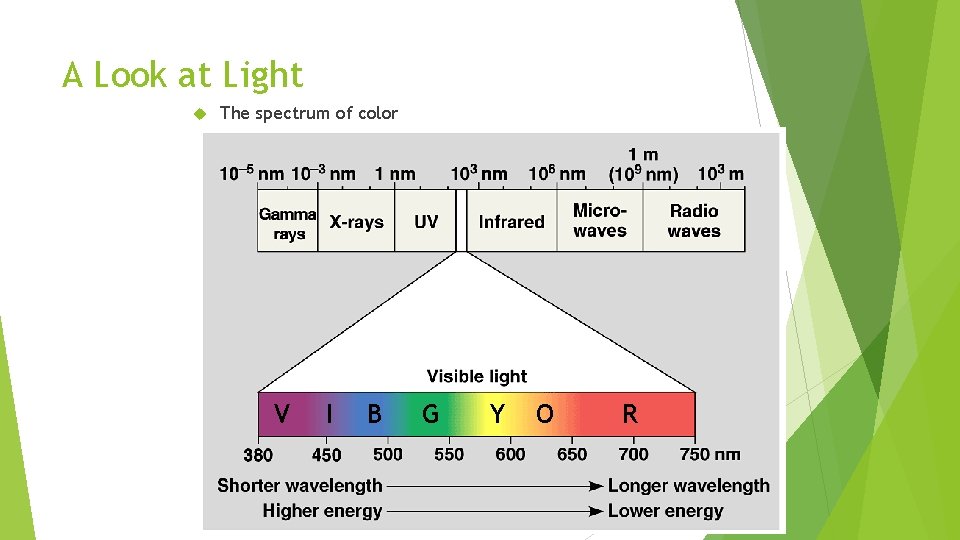 A Look at Light The spectrum of color V I B G Y O