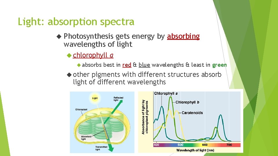Light: absorption spectra Photosynthesis gets energy by absorbing wavelengths of light chlorophyll absorbs other