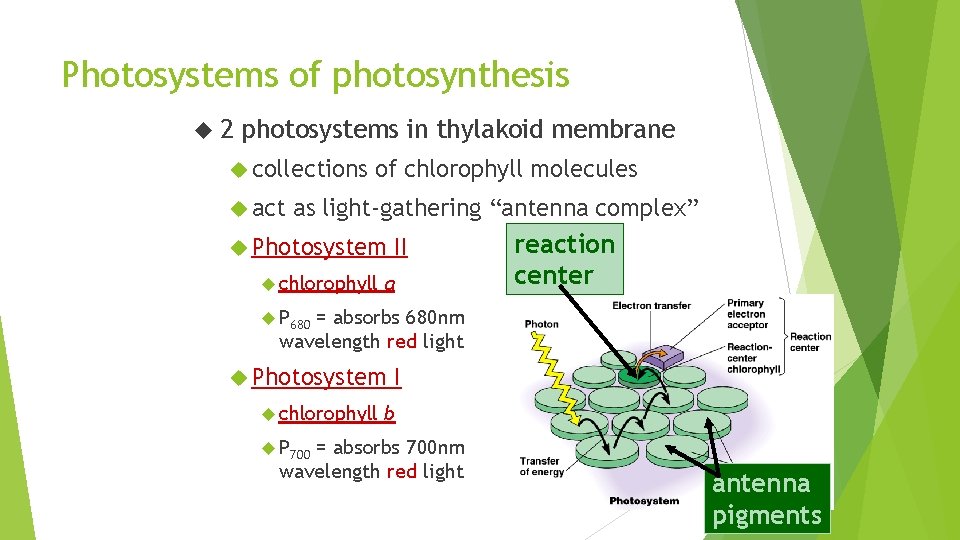 Photosystems of photosynthesis 2 photosystems in thylakoid membrane collections act of chlorophyll molecules as
