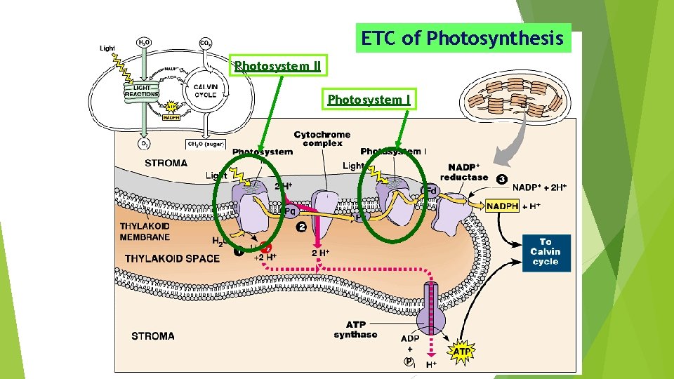 ETC of Photosynthesis Photosystem II Photosystem I 