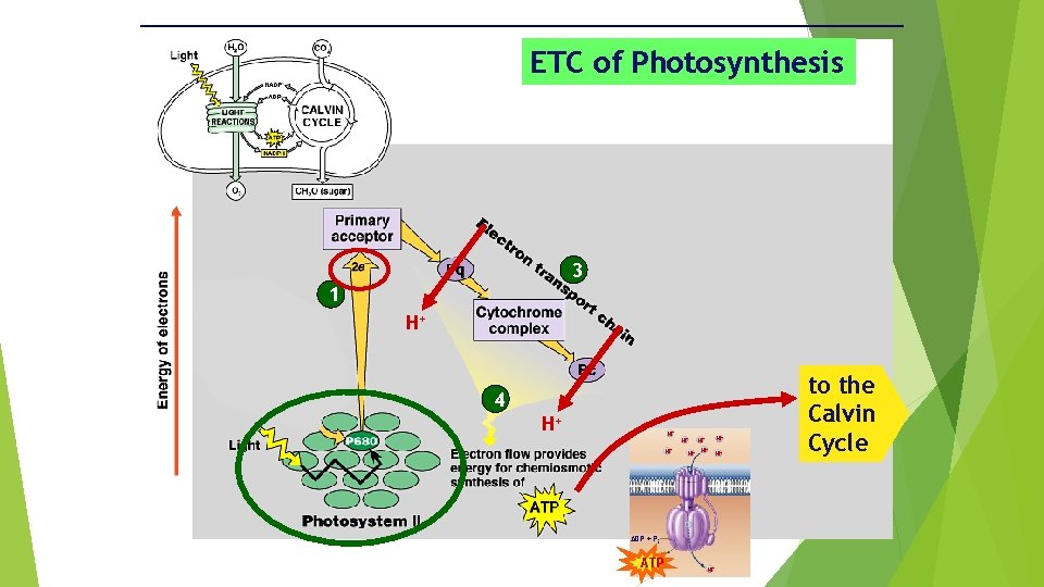 ETC of Photosynthesis 3 1 H+ 4 H+ H+ H+ ADP + Pi ATP