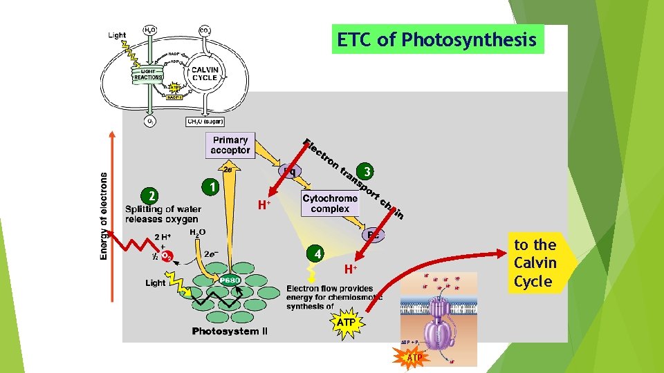 ETC of Photosynthesis 3 2 1 H+ 4 H+ H+ H+ ADP + Pi