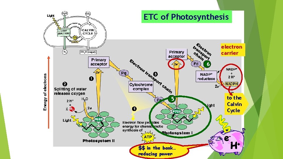 ETC of Photosynthesis electron carrier 6 5 $$ in the bank… reducing power to