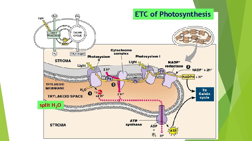 ETC of Photosynthesis split H 2 O 