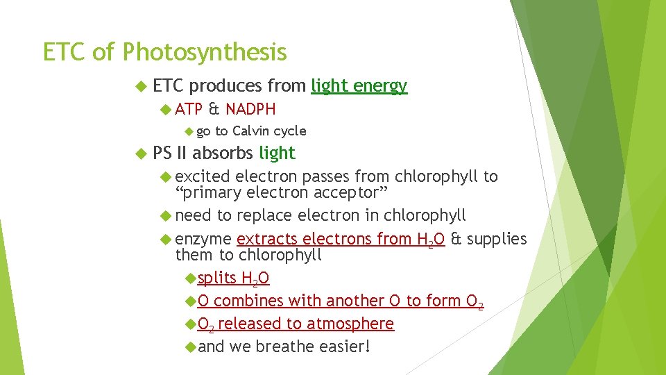 ETC of Photosynthesis ETC produces from light energy ATP & NADPH go PS to