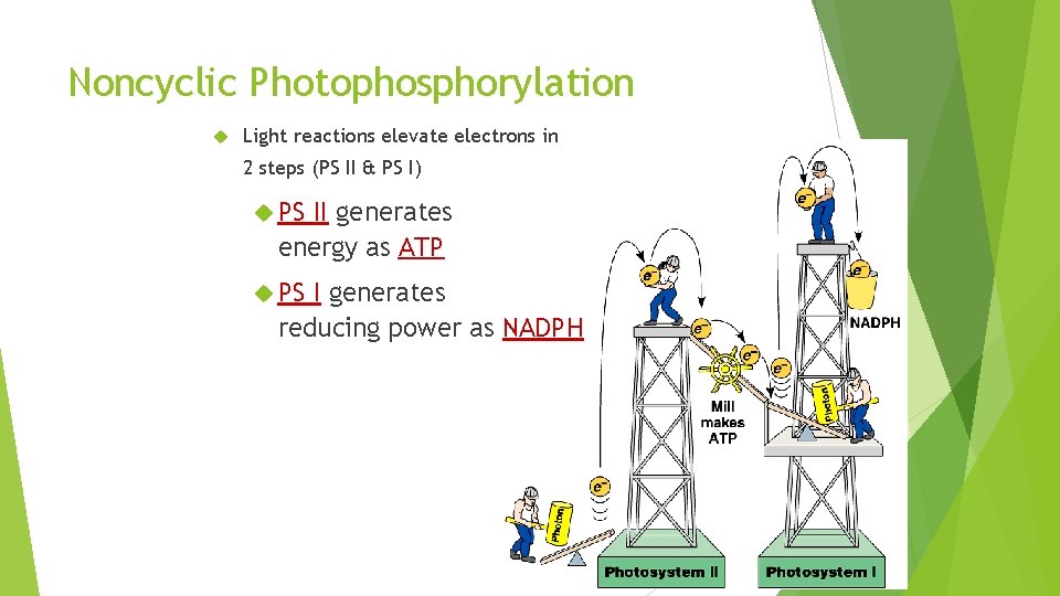 Noncyclic Photophosphorylation Light reactions elevate electrons in 2 steps (PS II & PS I)