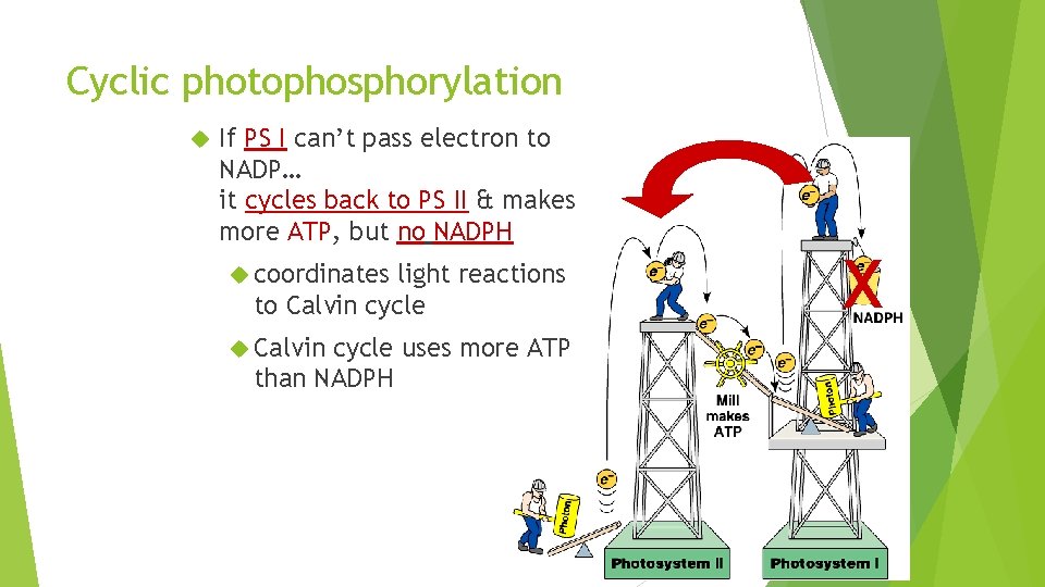 Cyclic photophosphorylation If PS I can’t pass electron to NADP… it cycles back to