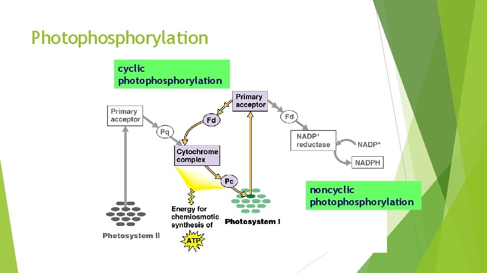 Photophosphorylation cyclic photophosphorylation noncyclic photophosphorylation 