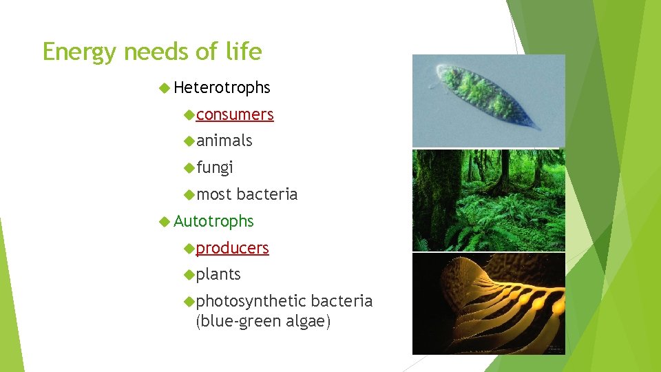 Energy needs of life Heterotrophs consumers animals fungi most bacteria Autotrophs producers plants photosynthetic
