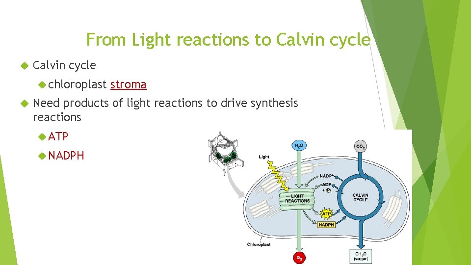 From Light reactions to Calvin cycle chloroplast stroma Need products of light reactions to