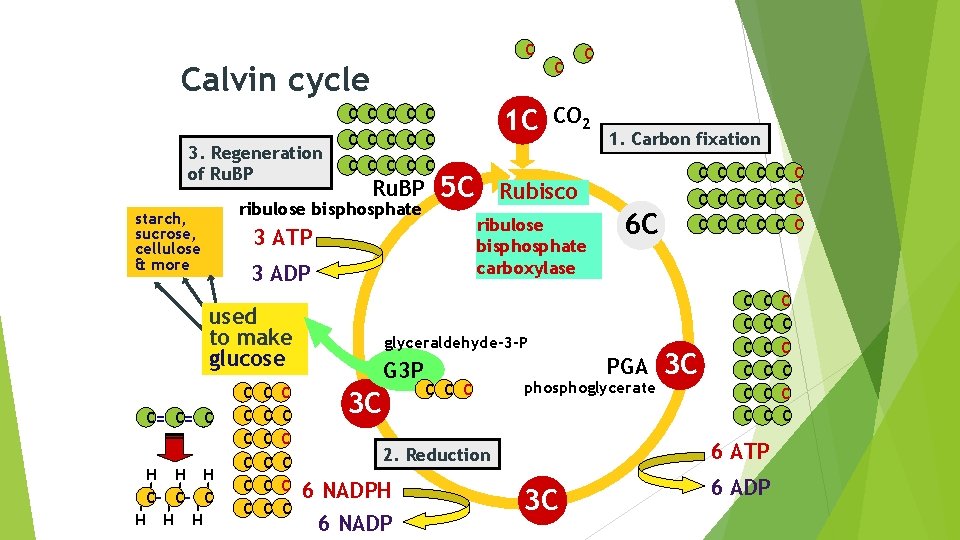 C Calvin cycle 1 C C C 3. Regeneration of Ru. BP C C