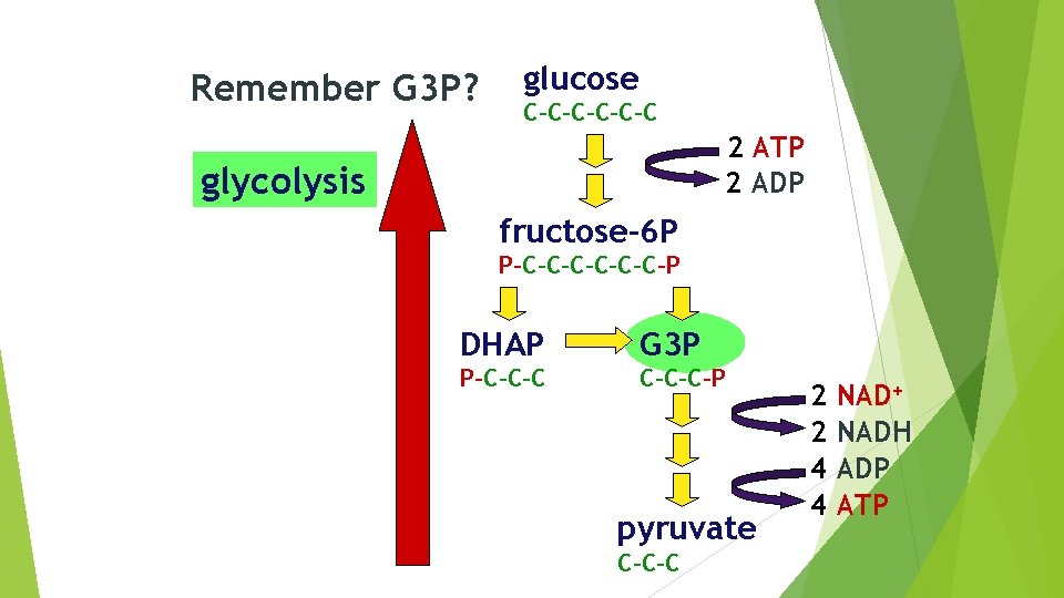 Remember G 3 P? glucose C-C-C-C 2 ATP 2 ADP glycolysis fructose-6 P P-C-C-C-P