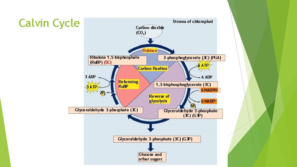 Calvin Cycle Stroma of chloroplast Carbon dioxide (CO 2) Rubisco Ribulose 1, 5 -bisphosphate