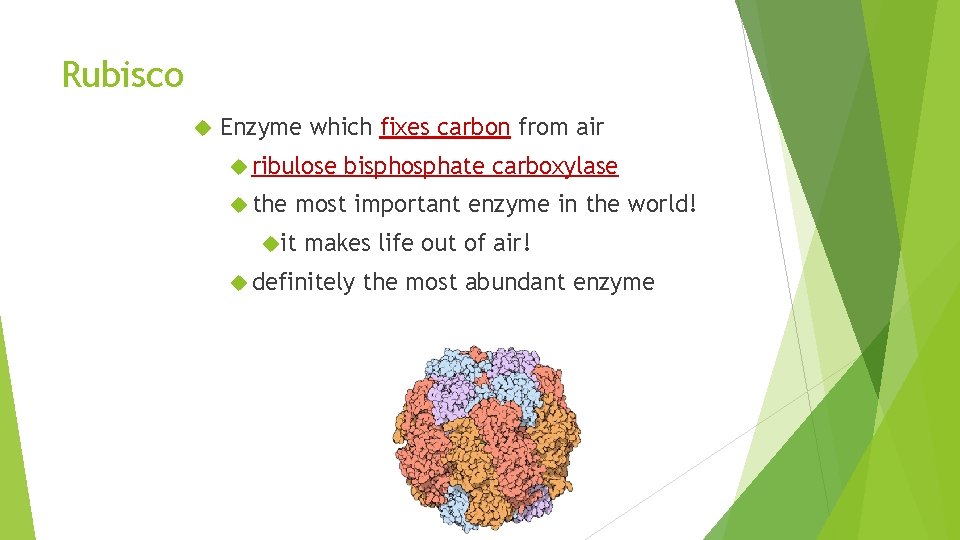 Rubisco Enzyme which fixes carbon from air ribulose the bisphosphate carboxylase most important enzyme
