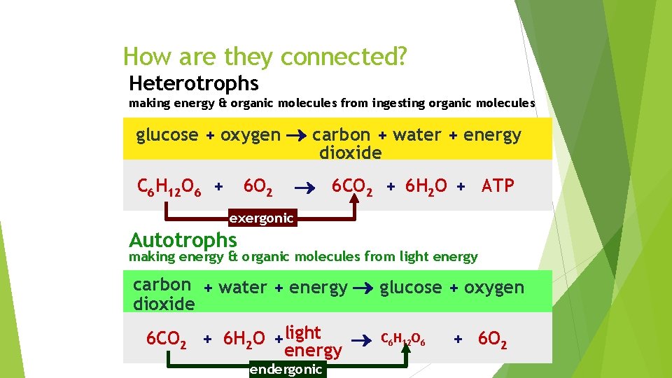 How are they connected? Heterotrophs making energy & organic molecules from ingesting organic molecules