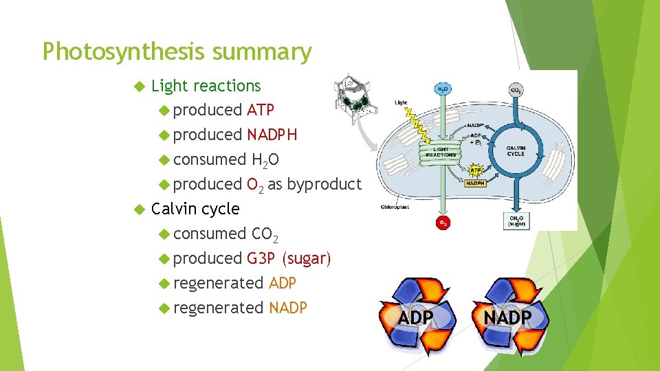 Photosynthesis summary Light reactions produced ATP produced NADPH consumed H 2 O produced O