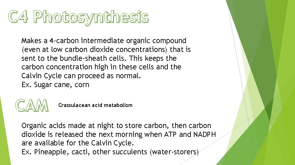 C 4 Photosynthesis Makes a 4 -carbon intermediate organic compound (even at low carbon