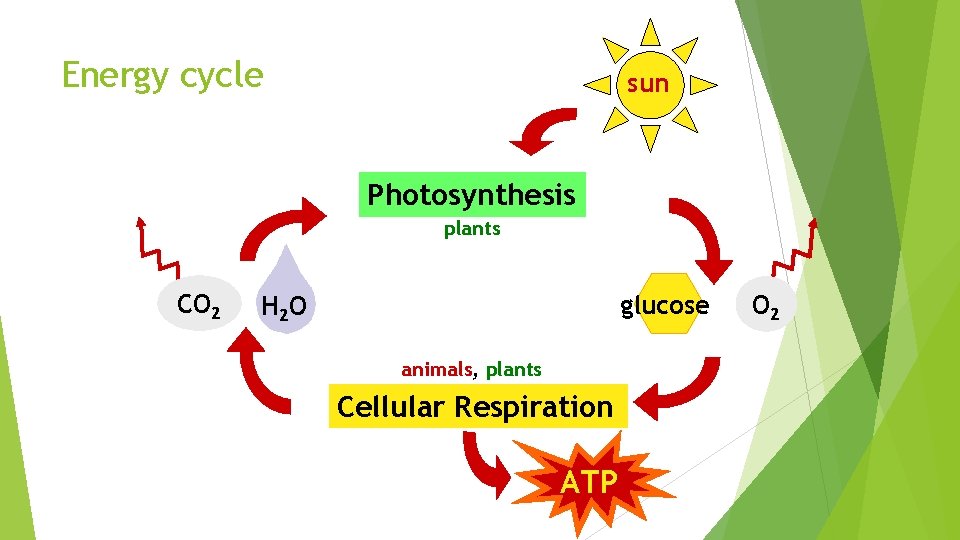 Energy cycle sun Photosynthesis plants CO 2 glucose H 2 O animals, plants Cellular