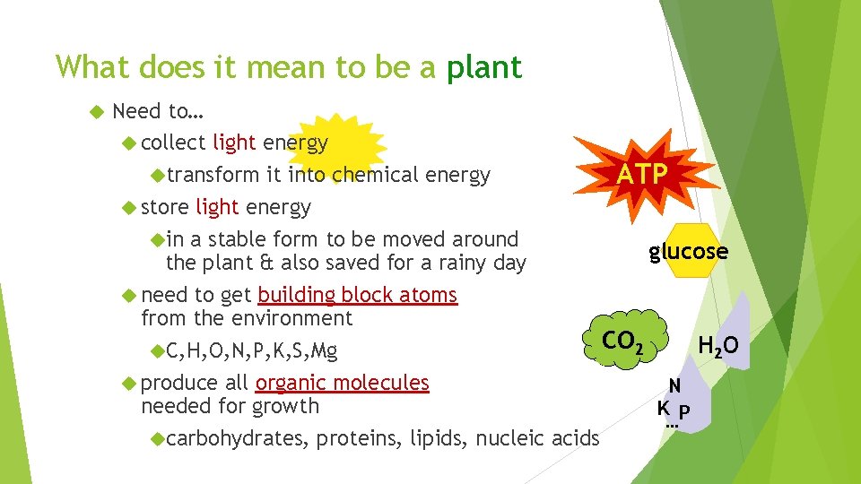 What does it mean to be a plant Need to… collect light energy transform