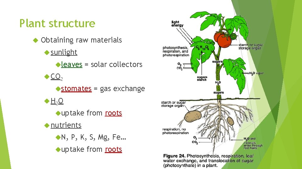Plant structure Obtaining raw materials sunlight leaves = solar collectors CO 2 stomates =