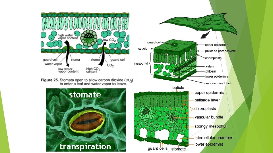 stomate transpiration 