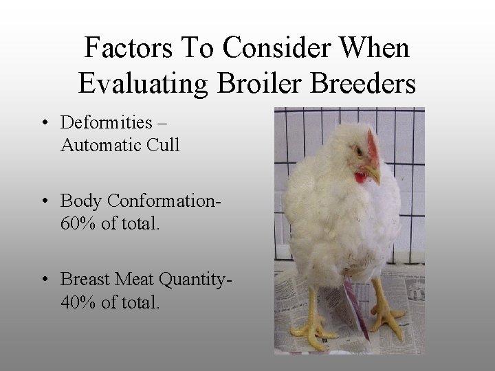 Factors To Consider When Evaluating Broiler Breeders • Deformities – Automatic Cull • Body