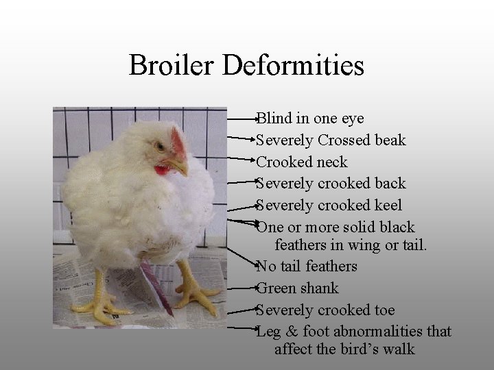 Broiler Deformities Blind in one eye Severely Crossed beak Crooked neck Severely crooked back