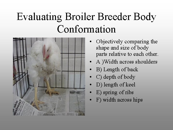 Evaluating Broiler Breeder Body Conformation • Objectively comparing the shape and size of body